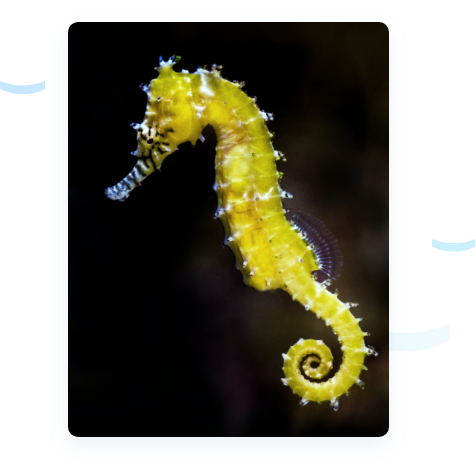 Picture of a yellow seahorse Picture of a yellow seahorse