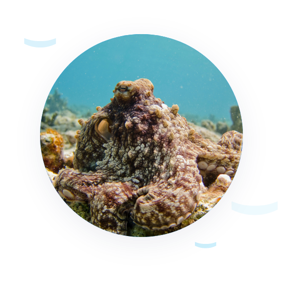 Picture of brown octopus with full active camouflage Picture of brown octopus with full active camouflage